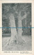 R006953 Double Tree. Oak And Beech. Near Rufus Stone. Howards. No 316 - Monde