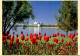 19-5-2024 (5 Z 31) Australia - ACT - Canberra Floriade Festival & Tulips Flowers - Fleurs