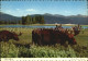72528646 Yellowstone_National_Park Bull Moose - Sonstige & Ohne Zuordnung