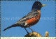 72528636 Michigan Robin State Bird - Sonstige & Ohne Zuordnung