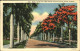 11112111 Miami_Florida Royal Poinciana Tree - Other & Unclassified