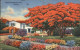 11111868 Jacksonville_Florida Royal Poinciana Tree - Other & Unclassified