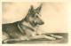 Carte Photo    - Animaux Chien Berger Allemands Q 2631 - Chiens