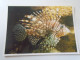 D203132  CPM   Poissons - Aquarium De La Rochelle - Rascasse Volante - Lion Fish - 49 La Pommeraye  1993 - Poissons Et Crustacés