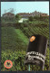 ITALIA 22-2-1992 CHIANTI CLASSICO ROCCA DELLE MACIE RISERVA CASTELLINA IN CHIANTI CARTOLINA CARD VIAGGIATA - Cartes-Maximum (CM)