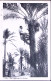 1940-LIBIA Raccoglitore Di Datteri, Viaggiata Posta Militare /n.ro 138 (27.9) No - Libya