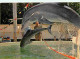 Animaux - Dauphins - CPM - Voir Scans Recto-Verso - Delfines