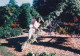 Old Real Original Photo - Young Woman Leaning On A Tree - Ca. 12.5x8.7 Cm - Personnes Anonymes