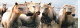 Format Spécial - 225 X 108 Mms - Animaux - Chevaux - Camargue - Carte Neuve - Frais Spécifique En Raison Du Format - CPM - Horses