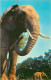 Animaux - Eléphants - Zoo De Londres - The Zoological Society Of London - Parc Zoologique - Zoo - CPM - Voir Scans Recto - Elephants