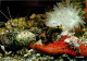 Animaux - Poissons - Aquarium De La Rochelle - 17.300.06 - Etoile Pentaceros Rouge Parasitée Par Hymenoccra élégans - Nu - Poissons Et Crustacés