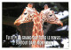 Animaux - Girafes - Carte Humoristique - CPM - Voir Scans Recto-Verso - Girafes