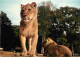 Animaux - Fauves - Lion - Réserve Africaine Du Château De Thoiry En Yvelines - Zoo - CPM - Voir Scans Recto-Verso - Leeuwen