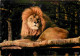 Animaux - Fauves - Lion - Réserve Africaine Du Château De Thoiry En Yvelines - Zoo - CPM - Carte Neuve - Voir Scans Rect - Löwen