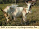 Animaux - Chèvres - Carte à Message Humoristique - CPM - Voir Scans Recto-Verso - Autres & Non Classés