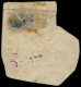 O SENEGAL - Poste - 7a, "Sénégal" En Rouge, Signé Calves, Sur Fragment: 1f. S. 5c. Vert - Gebraucht
