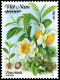 FDC Viet Nam Vietnam With Specimen Stamps & SS Issued On International Tea Day / Flora / Flower / Fruit 2024 - Viêt-Nam