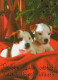 DOG Animals Vintage Postcard CPSM #PAN462.A - Dogs