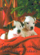 DOG Animals Vintage Postcard CPSM #PAN462.A - Dogs