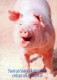 PIGS Tier Vintage Ansichtskarte Postkarte CPSM #PBR758.A - Pigs