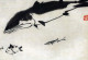 BALLENA ASESINA Animales Vintage Tarjeta Postal CPSM #PBS671.A - Fish & Shellfish