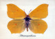 SCHMETTERLINGE Tier Vintage Ansichtskarte Postkarte CPSM #PBS444.A - Butterflies