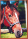 HORSE Animals Vintage Postcard CPSM #PBR914.A - Horses