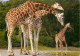Animaux - Girafes - Girafon - Netzgiraffen Mit Jungem - Foto : Toni Angermayer (im Tierpark Hellabrunn) - Etat Léger Pli - Giraffes