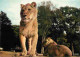 Animaux - Fauves - Lion - Réserve Africaine Du Château De Thoiry En Yvelines - Zoo - CPM - Voir Scans Recto-Verso - Lions