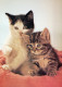 GATTO KITTY Animale Vintage Cartolina CPSM #PAM326.IT - Chats