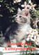 GATTO KITTY Animale Vintage Cartolina CPSM #PAM516.IT - Chats