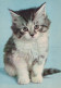 GATTO KITTY Animale Vintage Cartolina CPSM #PAM081.IT - Chats