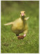 VOGEL Tier Vintage Ansichtskarte Postkarte CPSM #PAM770.DE - Birds