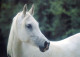 CAVALLO Animale Vintage Cartolina CPSM #PBR915.IT - Horses