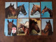 25 CARTES CHEVAUX - Horses