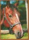 PFERD Tier Vintage Ansichtskarte Postkarte CPSM #PBR914.DE - Horses