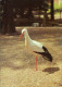 Ansichtskarte Klingenthal Tierpark: Weißstorch 1983 - Klingenthal