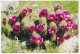 Postal Stationery China 2009 Cactus - Flower - Autres & Non Classés