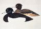 OISEAU Animaux Vintage Carte Postale CPSM #PAN203.FR - Oiseaux