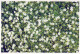 FLORES Vintage Tarjeta Postal CPSM #PBZ587.ES - Flowers