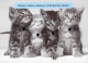 GATO GATITO Animales Vintage Tarjeta Postal CPSM #PBQ925.ES - Chats