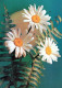 FLOWERS Vintage Postcard CPSM #PAR698.GB - Flowers