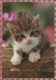 CAT KITTY Animals Vintage Postcard CPSM #PAM512.GB - Cats