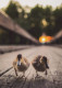 OISEAU Animaux Vintage Carte Postale CPSM #PBR709.FR - Birds