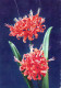 FLOWERS Vintage Postcard CPSM #PBZ406.GB - Fleurs