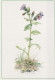 FLOWERS Vintage Postcard CPSM #PBZ526.GB - Flowers