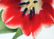 FLOWERS Vintage Postcard CPSM #PBZ166.GB - Flowers