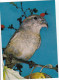 Lot De 200 Cartes  : Pêche, Oiseaux, Musée, Voitures, Tour, Prière De......,Sport, Train, Etc.... - 100 - 499 Postkaarten