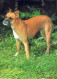 DOG Animals Vintage Postcard CPSM #PBQ535.GB - Dogs