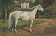 C779 FANTAISIE Cheval - Chevaux